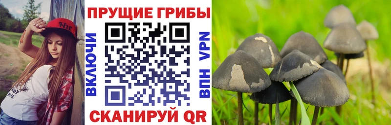 Галлюциногенные грибы MAGIC MUSHROOMS  Троицк 